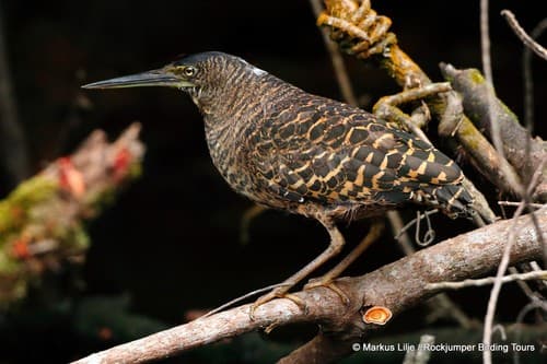 White-crested Tiger-Heron