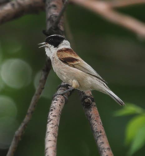 White-crowned Penduline-Tit
