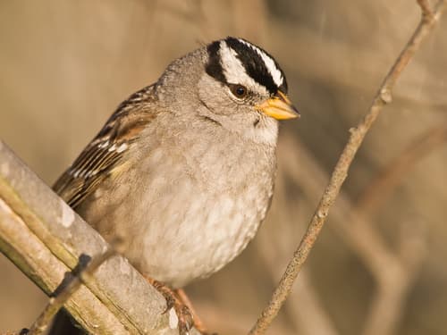 White-crowned Sparrow