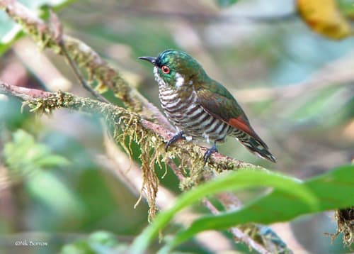 White-eared Bronze Cuckoo