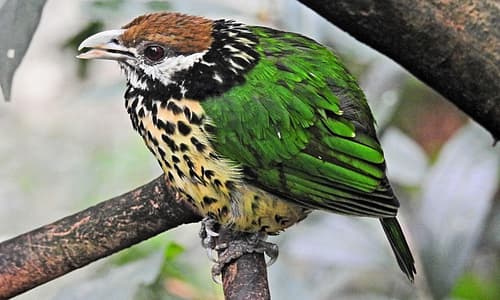 White-eared Catbird