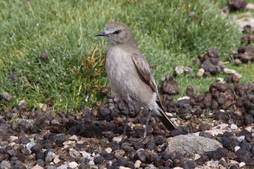 White-fronted Ground-Tyrant