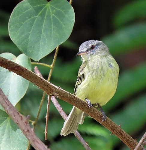White-fronted Tyrannulet