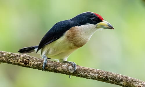 White-mantled Barbet