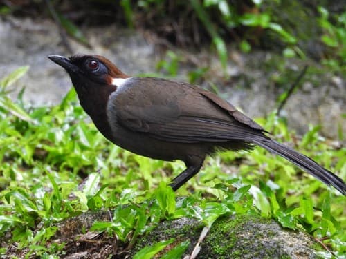 White-necked Laughingthrush