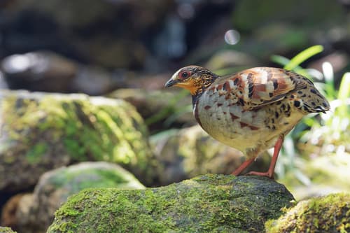 White-necklaced Partridge