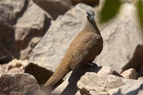 White-quilled Rock Pigeon