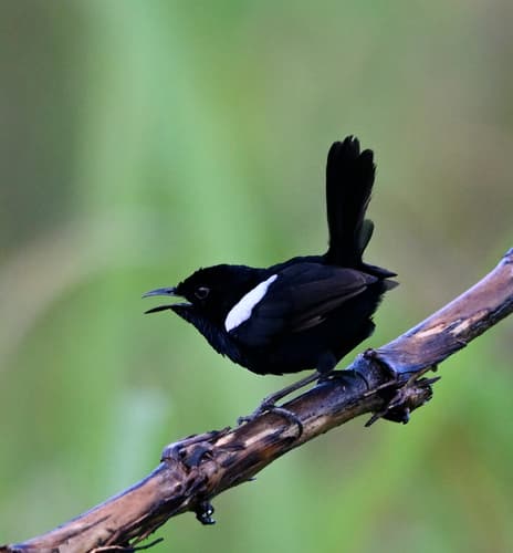 White-shouldered Fairywren