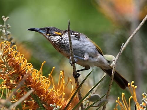 White-streaked Honeyeater