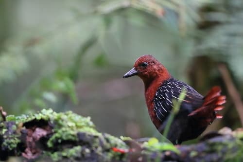 White-striped Forest Rail