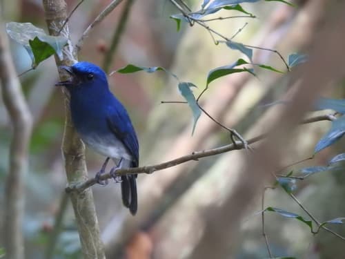 White-tailed Flycatcher