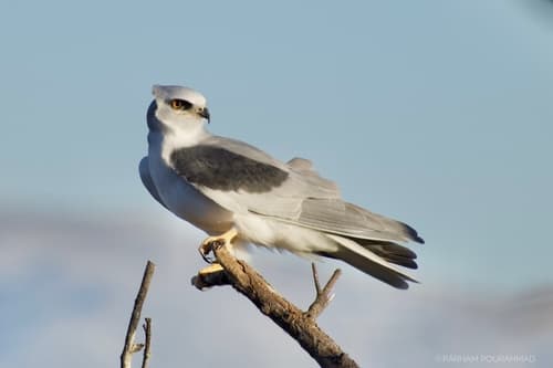 White-tailed Kite