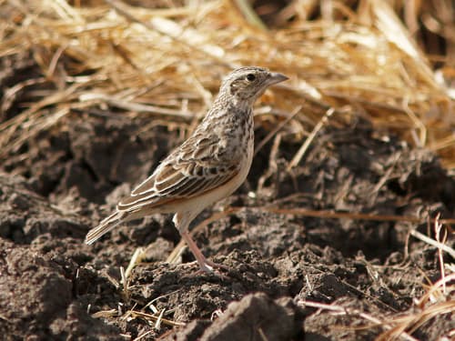 White-tailed Lark