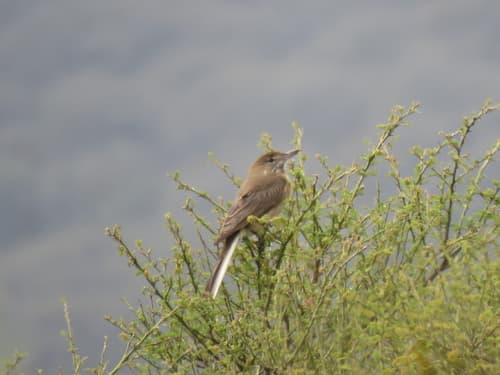 White-tailed Shrike-Tyrant
