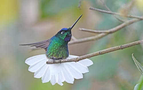 White-tailed Starfrontlet