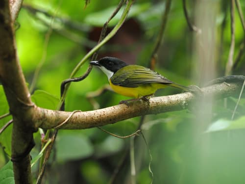 White-throated Fiji Whistler