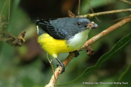 White-throated Flowerpecker