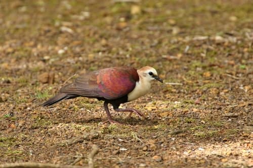 White-throated Ground Dove
