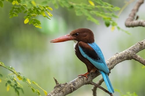 White-throated Kingfisher