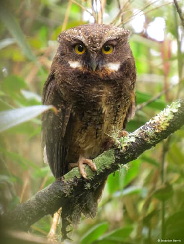 White-throated Screech-Owl