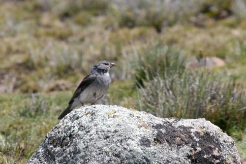 White-throated Sierra-Finch