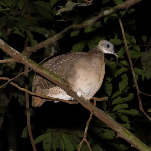 White-throated Tinamou