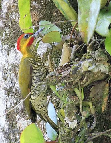 White-throated Woodpecker
