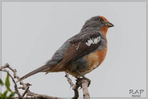 White-tipped Plantcutter