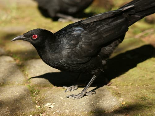 White-winged Chough