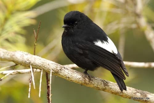 White-winged Robin