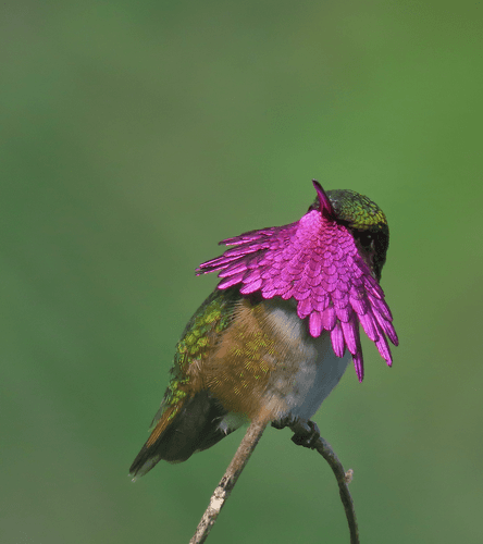 Wine-throated Hummingbird