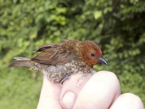 Woodhouse's Antpecker