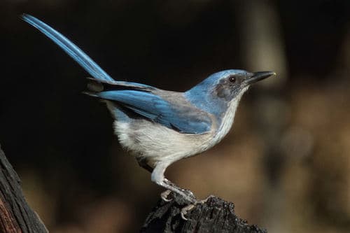Woodhouse's Scrub-Jay
