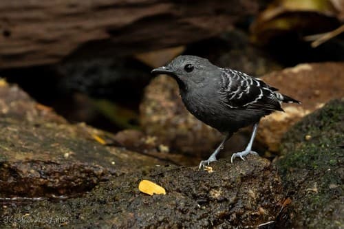 Xingu Scale-backed Antbird