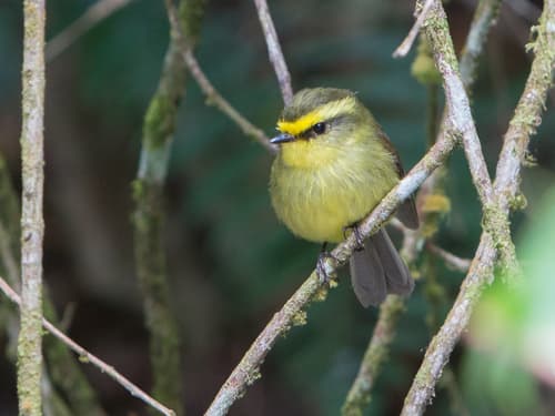 Yellow-bellied Chat-Tyrant