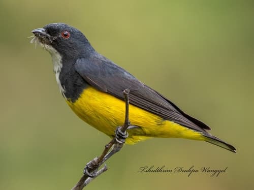 Yellow-bellied Flowerpecker