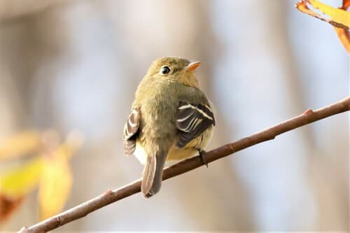 Yellow-bellied Flycatcher