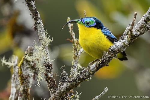Yellow-bellied Sunbird-Asity