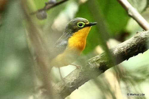 Yellow-bellied Wattle-eye
