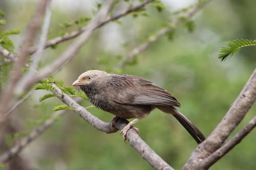 Yellow-billed Babbler