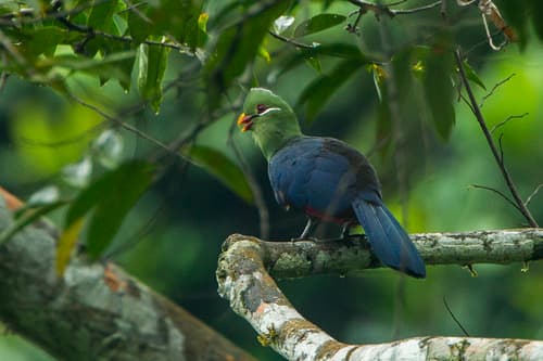 Yellow-billed Turaco