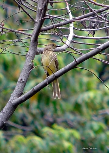 Yellow-breasted Bowerbird