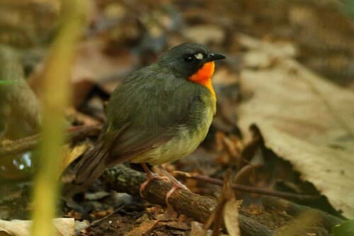 Yellow-breasted Forest Robin