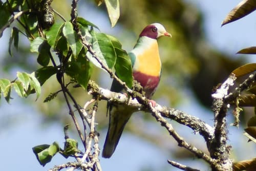 Yellow-breasted Fruit Dove