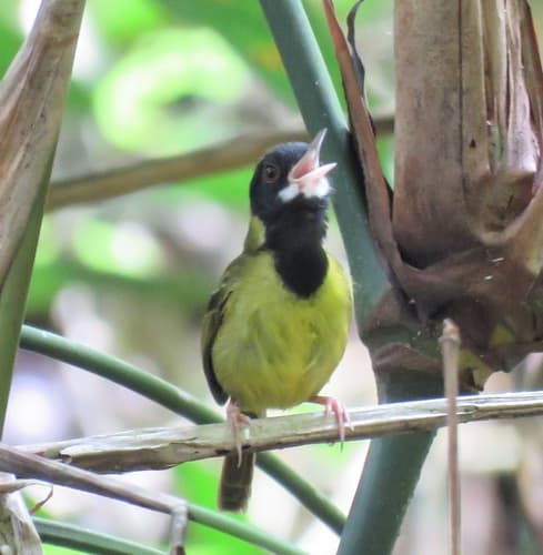Yellow-breasted Tailorbird