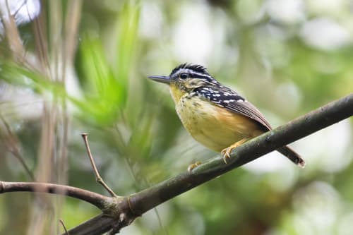 Yellow-breasted Warbling-Antbird