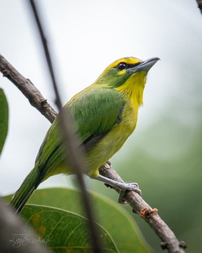 Yellow-browed Shrike-Vireo