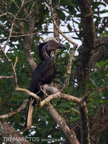 Yellow-casqued Hornbill