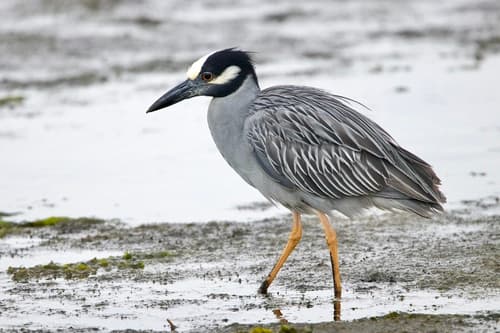 Yellow-crowned Night Heron