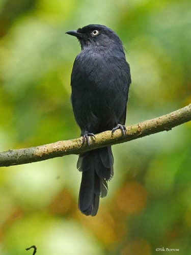Yellow-eyed Black-Flycatcher